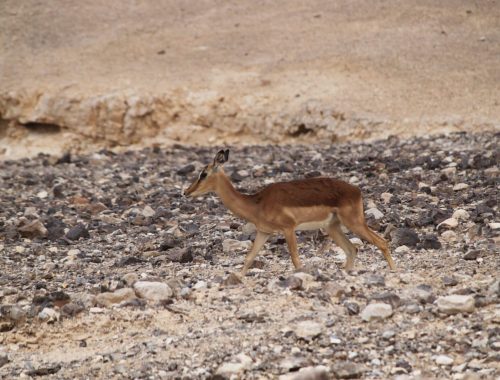 חוות האנטילופות